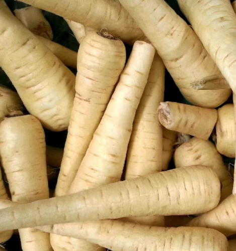 100 Seeds All American Parsnip Sweet Tender Root Vegetable Seeds Non-GMO - $130.18 MXN