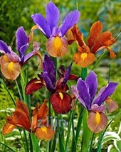 US Seller 100 Pcs/Bag Colorful Iris Bonsai Flowers Malan Tectorum Perennial Plan - £11.63 GBP