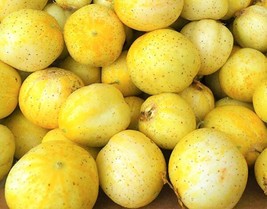 Lemon Cucumber Seeds 40 Seeds Non Gmo   - £9.81 GBP