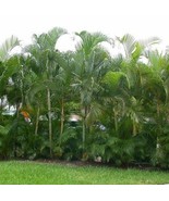 Dypsis Lutescens Golden Cane Palm Areca Palm 5 Seeds Garden Fast Shipping - $23.24