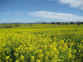 USA Yellow Mustard Brassica Alba Vegetable Herb 1000 Seeds - £8.64 GBP