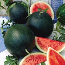 Non-GMO Sugar Baby Watermelon - 25 Seeds - $7.99