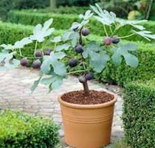 SEPTH 10 Fignomenal Dwarf Fig Tree Dwarf Fig Plant Starter Plant Self Fe... - $6.73