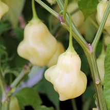 10 Aji Fantasy White Pepper Seeds Spicy Hot Fast US Shipping - $22.00