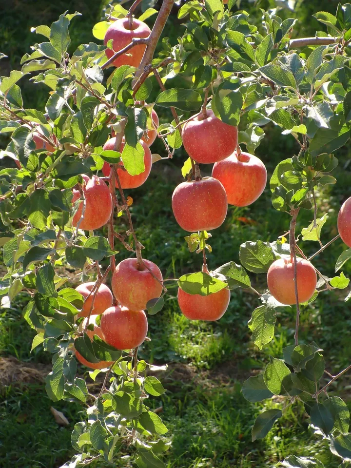 Red Delicious Apple Malus pumila 20 seeds - £4.25 GBP