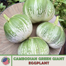 SGHOST 20 Cambodian Green Giant Eggplant Seeds Solanum Melongena Nongmo Genuine  - $8.62