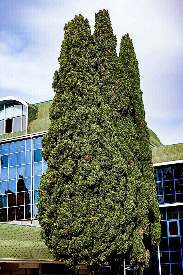 Green Giant Thuja 30 Seeds (Thuja Plicata) Arborvitae Cedar Tree Fast Shipping - $8.99