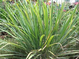 Cymbopogon Citratus Lemon Grass 5 seeds Fresh Gardening - $337.12 MXN
