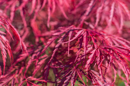10 Red Dwarf Japanese Laceleaf Maple Tree Acer Palmatum Atropurpureum Seeds - £4.44 GBP