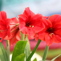 Red Amaryllis 100 PCS Seeds - $11.54