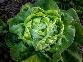 Lettuce – Butterhead - Buttercrunch HEIRLOOM 200+ Seeds, 100% Organic, Non GMO G - £3.84 GBP