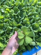 (33) Water Lettuce Koi  Pond Floating Plants Rid Algae Small-Med 3” Grow... - $71.25
