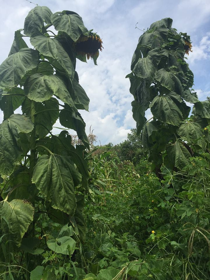 7 Royal Purple Giant Sunflower Seeds-1351