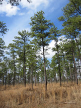 Loblolly Pine Pinus Taeda 20 SeedsFrom US  - $8.35