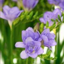 Freesia Flower Purple Flowers 20 PCS Seeds - $11.18