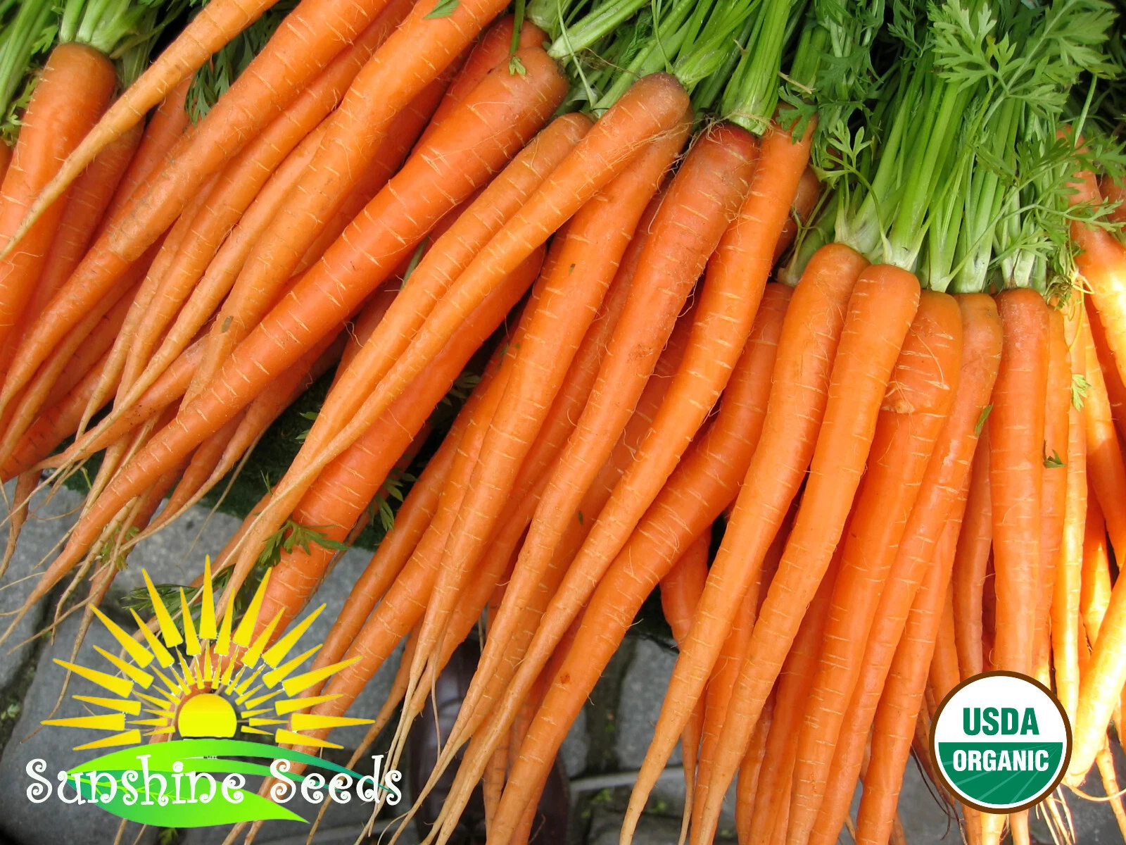 Tendersweet Carrot Seeds (300) /  Organic / Florida Grown / Sweet - $7.94
