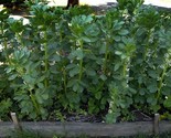 Broad Windsor Fava Bean Seeds NON-GMO Mediterranean Cover Crop  - £7.76 GBP