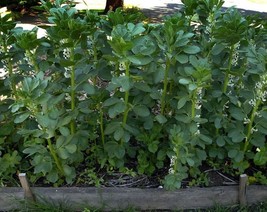 Broad Windsor Fava Bean Seeds NON-GMO Mediterranean Cover Crop  - £7.89 GBP