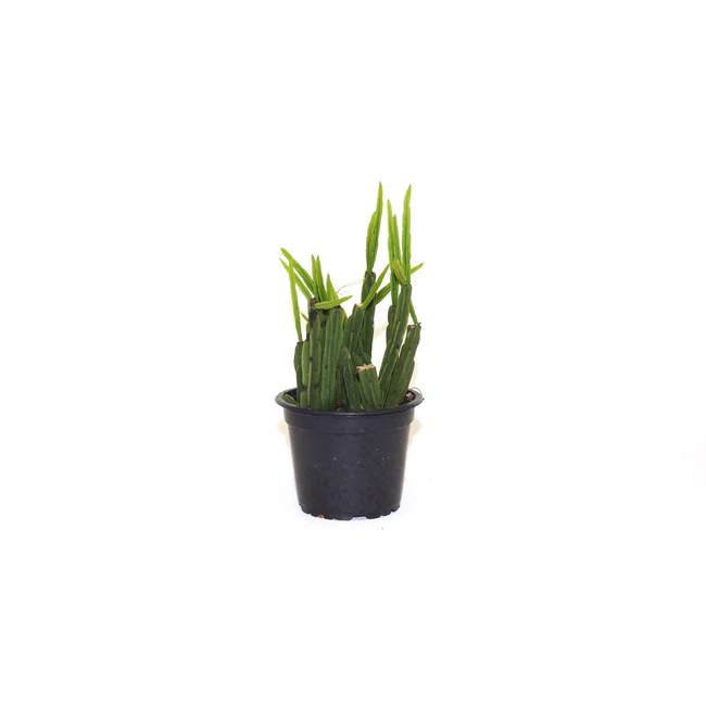 BPASTORE Rhipsalis Pentaptera 3.5 Until 4 Inch Pot Fast Shipping - $59.98