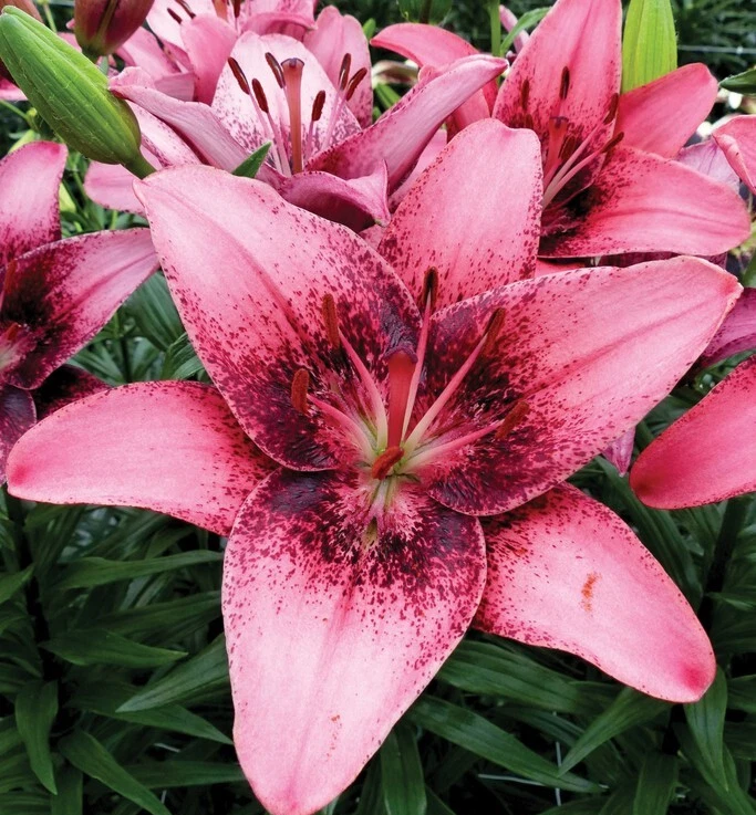 Lilium PURPLE DREAM ASIATIC LILY 1 Live Flower Bulb PINK PURPLE LARGE BL... - €25,84 EUR