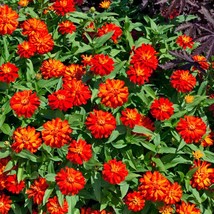 Fresh Seeds Zinnia Zahara Double Fire Flower Seeds 100 Seeds - $19.98