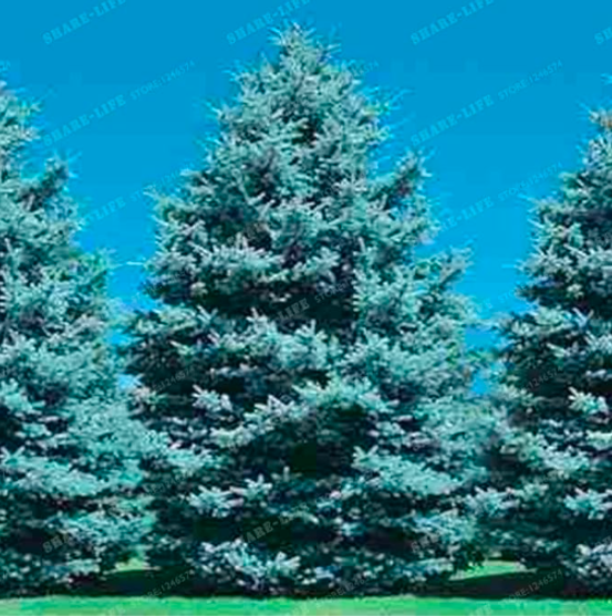 Rare Evergreen Colorado Blue Spruce Seed Picea Pungens Glauca - $16.99
