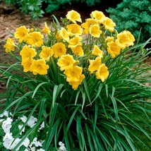Large Yellow Daylily Stella D&#39;Oro Bulbs Clumps Bare Rooted Plants Sz:2-10 - £8.41 GBP+