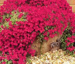100 Aubrieta Red Rock Cress Seeds Flower Plants Garden Planting - £11.10 GBP