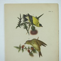 Bird Lithograph Print American Goldfinch Pine Finch Fox Sparrow Antique 1890 - £16.07 GBP