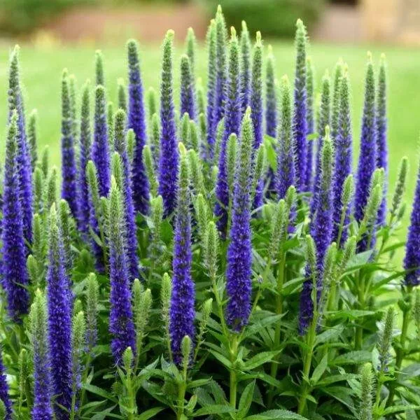 Veronica | Speedwell Live Plant, Well rooted Plug, Long-Blooming (Ronica... - $396.43 MXN