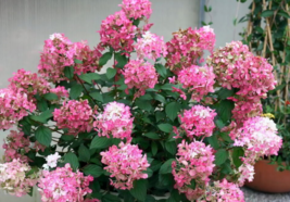 1 Pc 4&quot; Pot Pink Hydrangea Paniculata Flowers, Perennial Hydrangea Live Plant RK - £55.39 GBP