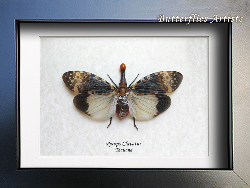 Pyrops Clavatus Real Red Nosed Lanternfly Framed Entomology Collectible ... - $54.99