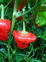 Yuga89 Store 10 Premium Jamaican Red Scotch Bonnet seeds Spicy Hot  - £7.58 GBP