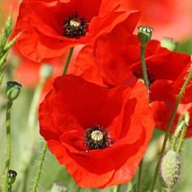 Red Corn Poppy Flower Seeds 1000 Perennial Flanders Field Home Garden - £4.92 GBP