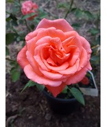 Tropicana Hybrid Tea Rose 1 Gal Bush Plants Shrub Plant Fine Orange Roses - $33.90