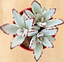 Kalanchoe tomentosa panda ear rare succulent hen and chicks plant seed -50 SEEDS - £7.93 GBP