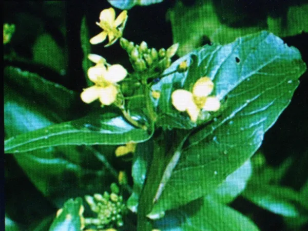 Tsoi Sim Chinese Green Salads &amp; Stir Fry Tender With Sweet Flower Buds - $6.58