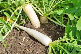 100 Minowase Daikon Radish Seeds Non-Gmo Heirloom Seeds Fresh Garden Usa Seller - £8.11 GBP