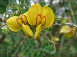 Colutea Arborescens Bladder Senna Leguminosae 200 Seeds Fast Ship USA Seller  - $30.58