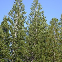 Chir Pine Seeds (Pinus Roxburghii) - Choose 30/120/600, Ideal for Bonsai Enthusi - £5.99 GBP