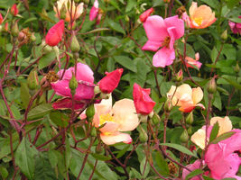 25 Seeds Mixed Colors Angel Wings Miniature Rose Bush Mix Rosa Chinensis Flower - £13.42 GBP