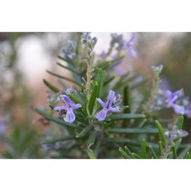 Pure Herbs: Rosemary -  1 oz. (Natural Herbal Extracts) image 3