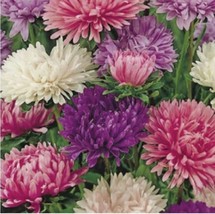 Aster Powder Puff Mix Beautiful Grown In Half Gram 200 Seeds US Fast Shi... - $7.75