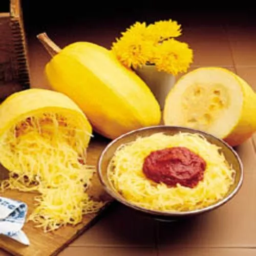 Squash Vegetable Spaghetti Heirloom Vegetable 100 Seeds Garden Fresh USA Shippin - $17.57