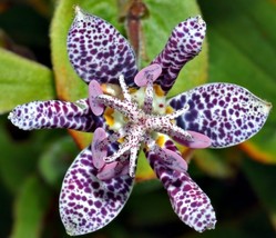 Gun-el 15 Tricyrtis Japanese Toad Lily Seeds Umbrella Loving PerennialDeer - £7.51 GBP