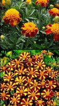GARTOP French Marigold Court Jester &amp; Double Dwarf Tall &amp; Short Mix Non-Gmo 200  - £6.32 GBP