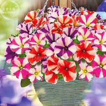 Petunia Compacta Nana F2 Petunia Star Dwarf Mixed 200 Fresh - $5.22