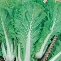 Chinese Michihili Cabbage Seeds 500+ Vegetable Garden NON-GMO  - $4.17