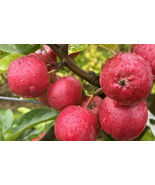 25 Wickson Crabapple Seeds Planting Fast US Shipping - $200.21 MXN