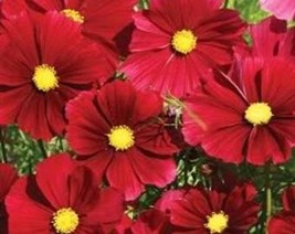 300 Red Cosmos Dazzler Cosmos Bipinnatus Flower Seeds Fresh Usa Seller - £8.07 GBP